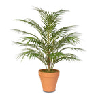Areca Palm Plant Small.