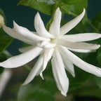 Star Jasmine - Iruvaatchi malli Plant.