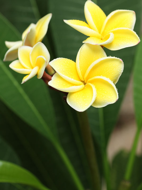 Plumeria Yellow Plant.