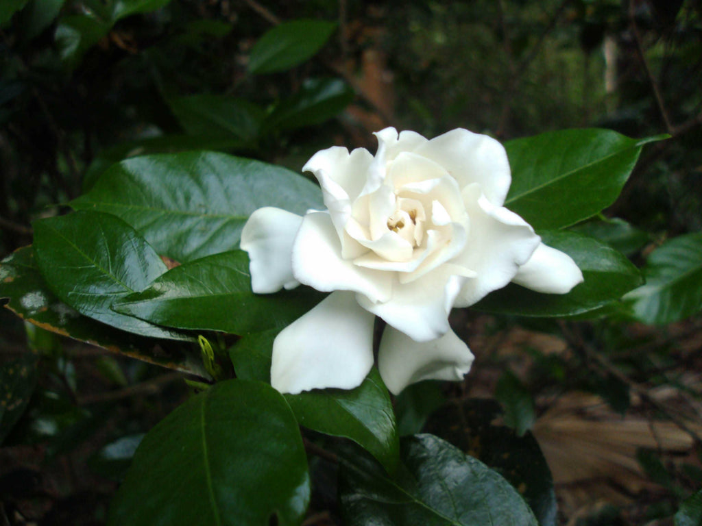 Hybrid Parijata - Harsingar Plant.