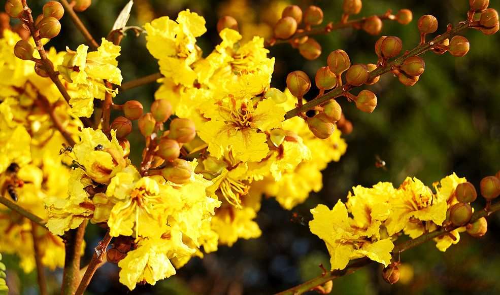 Peela Gulmohar Tree Sapling.