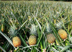 Grafted Pineapple Fruit Plant.