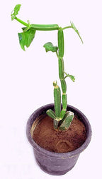 Pirandai - Cissus quadrangularis - Veld grape Plant.