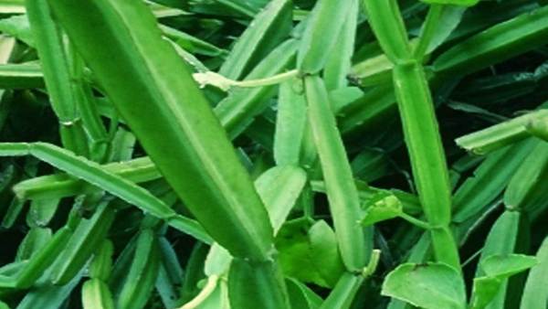 Pirandai - Cissus quadrangularis - Veld grape Plant.