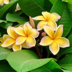 Plumeria Yellow Plant.