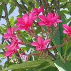 Plumeria Pink Plant.
