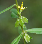 Polygala Elongata - Perianangai / Periyananka Plant.