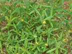 Polygala Elongata - Perianangai / Periyananka Plant.