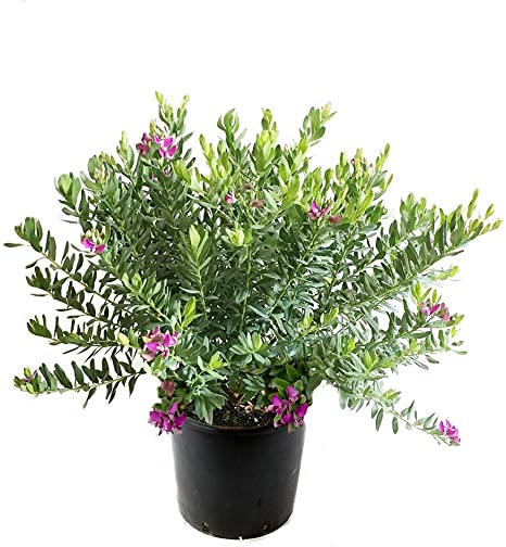 Polygala Elongata - Perianangai / Periyananka Plant.