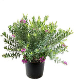 Polygala Elongata - Perianangai / Periyananka Plant.