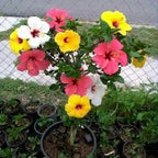 3 in 1 Color Hibiscus Plant