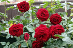 Red Rose Plant.