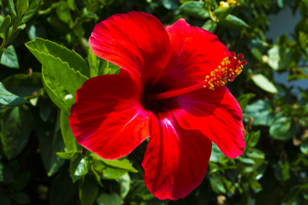 Red Hibiscus Plant - Gudhal Plant.