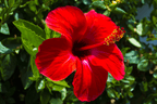 Red Hibiscus Plant - Gudhal Plant.