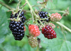Grafted Blackberry Fruit Plant