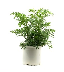 Ruta Graceolens - Aruvatham Pachai Plant.