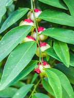 Multivitamin Plant - Thavasi Keerai.