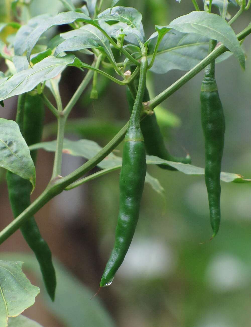 Green Chilli Plant.