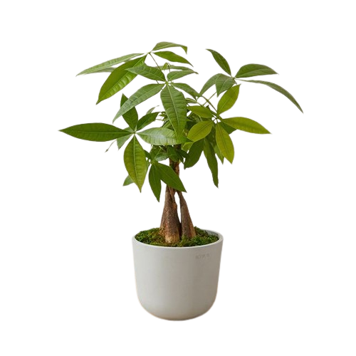 Feng Shui Money Tree Plant - Lucky Plant - Money Attracting Plant - Pilea Peperomiodes