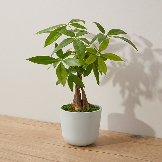Feng Shui Money Tree Plant - Lucky Plant - Money Attracting Plant - Pilea Peperomiodes