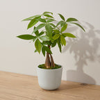 Feng Shui Money Tree Plant - Lucky Plant - Money Attracting Plant - Pilea Peperomiodes