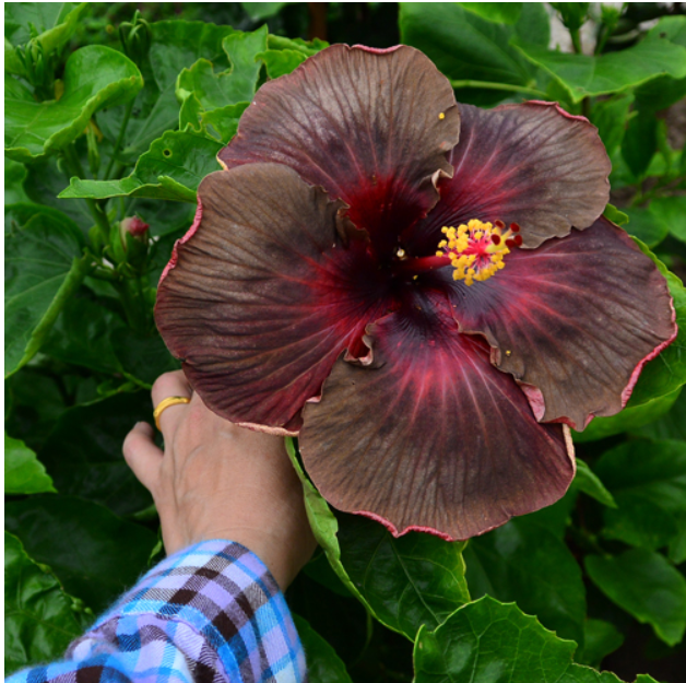 Rare Black Taiwan Hibiscus Flower Seed Balls - Just Throw & Grow