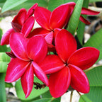 Plumeria Pink Plant.