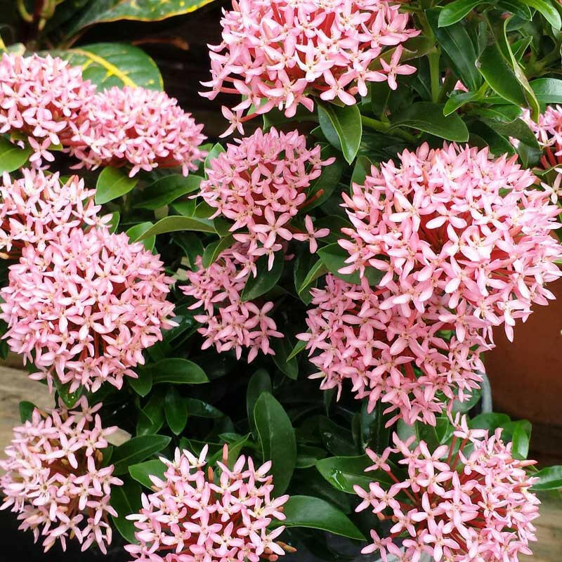 Pink Ixora Plant.