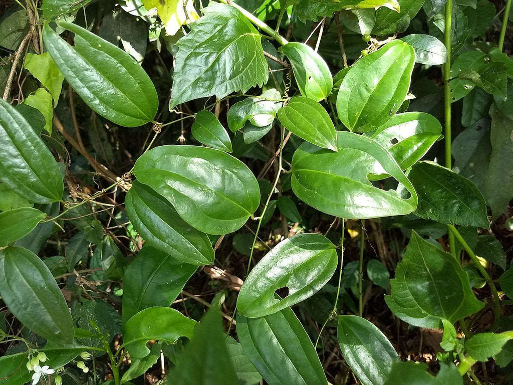 Kumarika Plant - smilax ovalifolia.