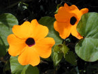 Thunbergia Plant.