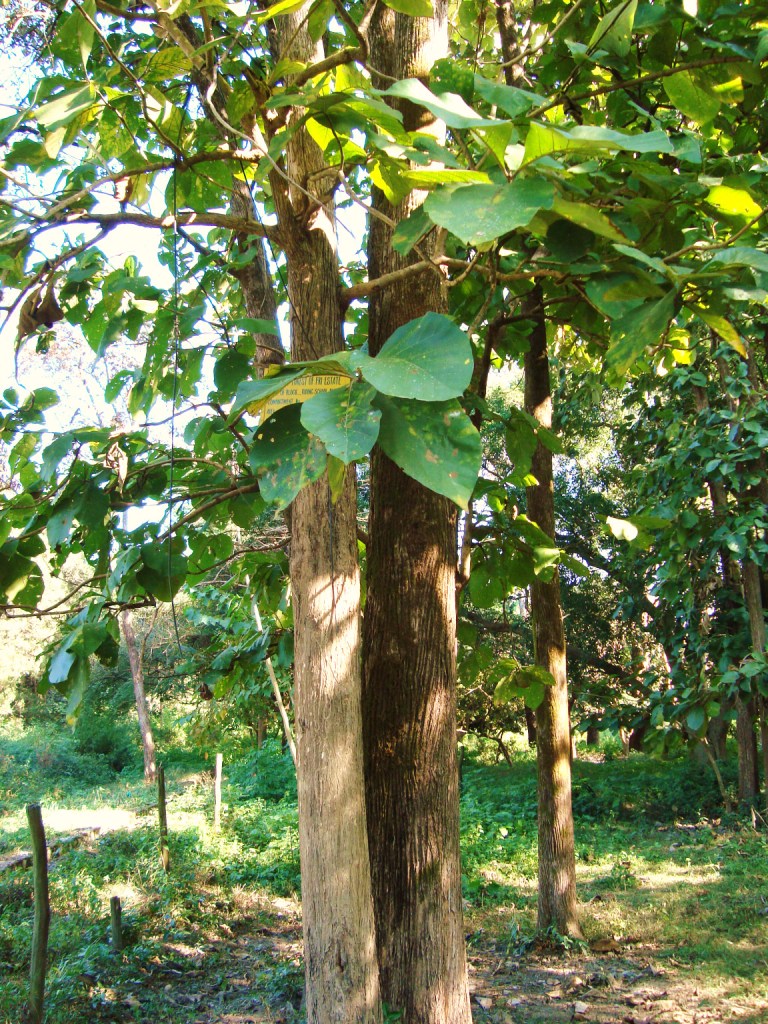 Teak Tree Sapling.