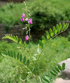 Tephrosia Purpurea - Kozhunchi - Sharpunkha Plant.