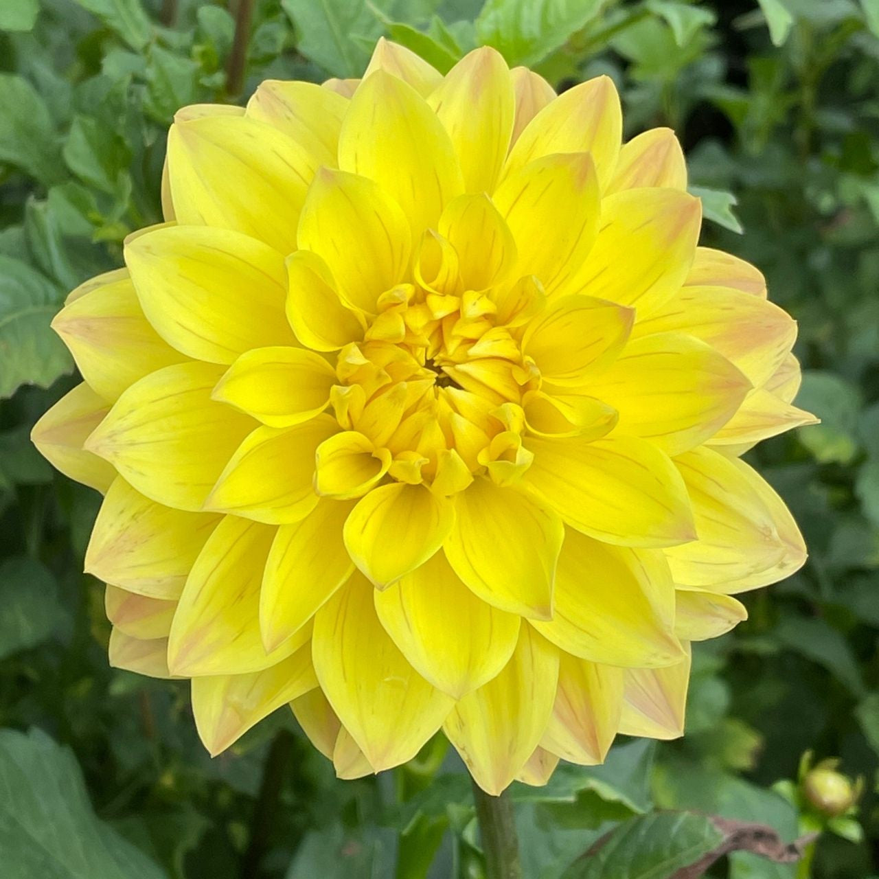 Dahlia Plant - Dahlia pinnata