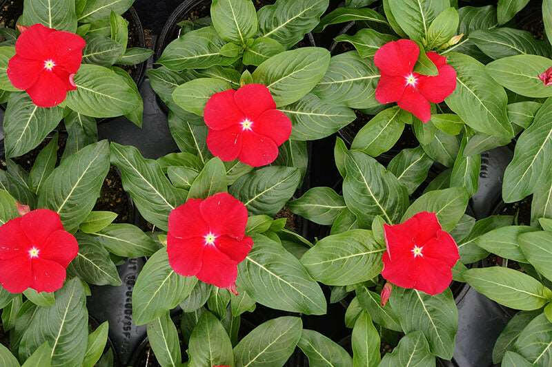 Red Vinca Plant.