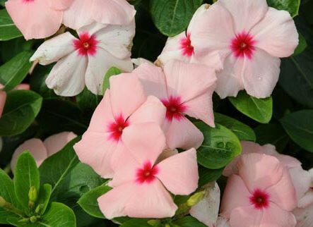 White Pink Vinca Plant.