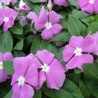 Purple Vinca Plant.