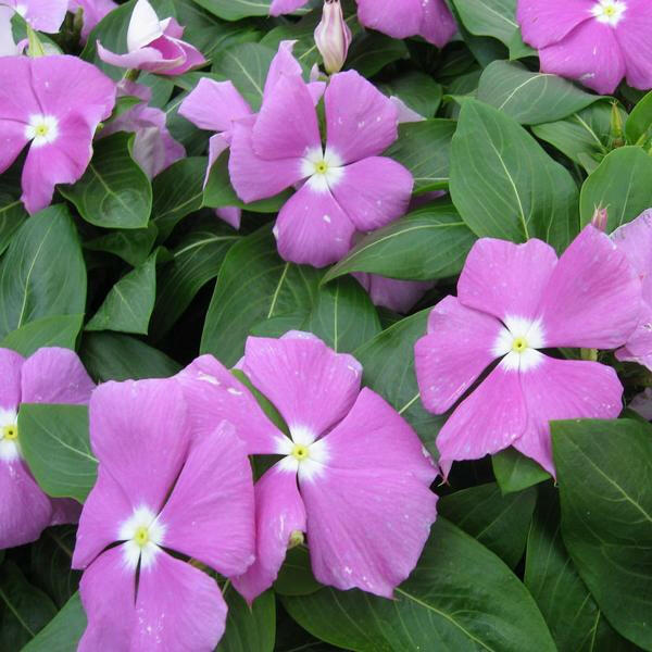 Purple Vinca Plant.