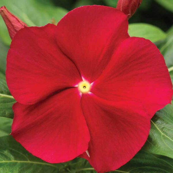 Red Vinca Plant.