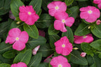 Dark Pink Vinca Plant.