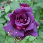 Violet Rose Flower Seed Balls - Just Throw & Grow