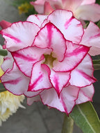 Adenium Plant.