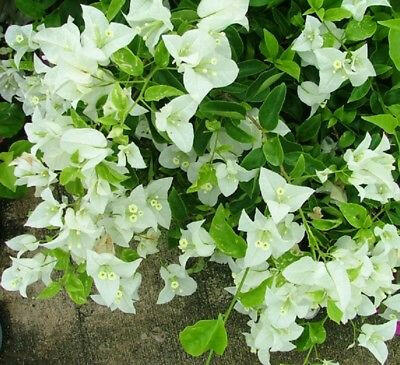 Bougainvillea White Plant.
