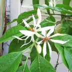 Grafted White Champak Flower Plant - Magnolia × alba