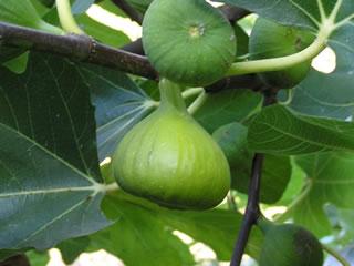Grafted Fig White Fruit Plant.