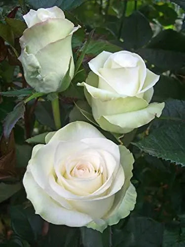 White Rose Plant.