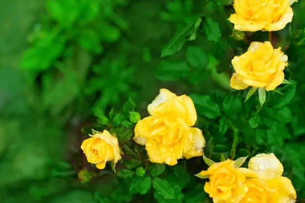 Yellow Rose Plant.