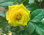 Yellow Rose Plant.
