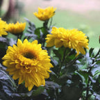 Shevanti, Chrysanthemum Yellow Plant.