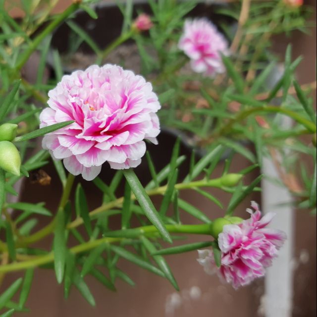 Table Rose Baby Pink Plant.