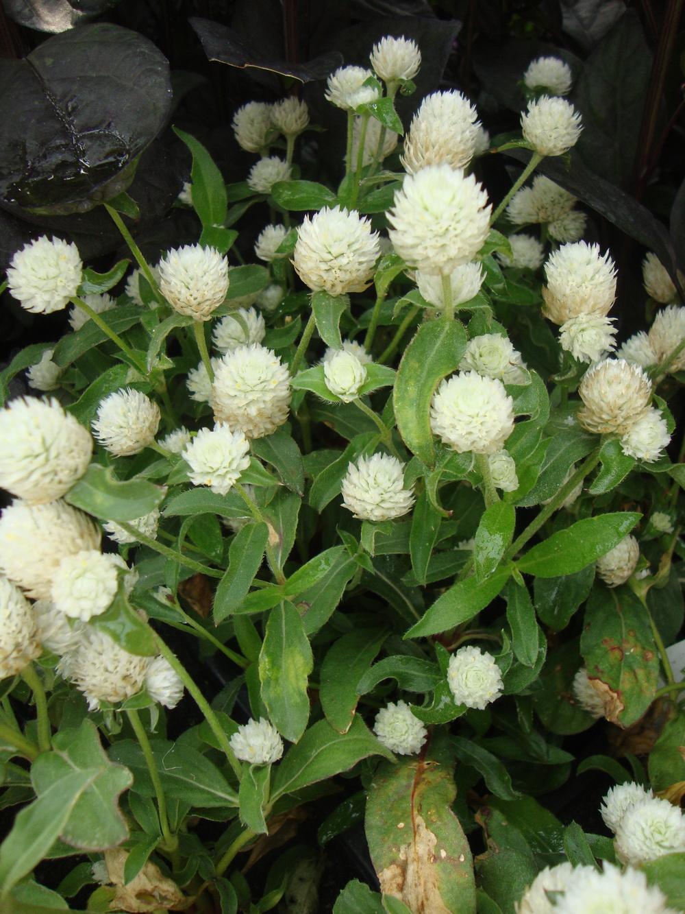 Celosia - Cocks Comb Plant.